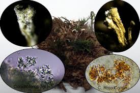 Attēlu rezultāti vaicājumam “Cordyceps polyarthra”