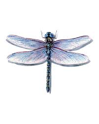 Attēlu rezultāti vaicājumam “Odonata”