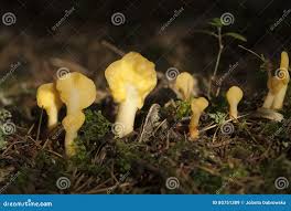 Attēlu rezultāti vaicājumam “Spathularia flavida”