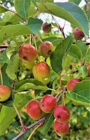 Attēlu rezultāti vaicājumam “Malus baccata fruit”