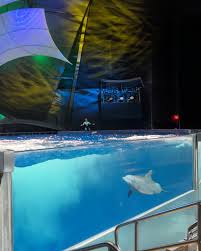 Image result for Dolphin Sub Aqua