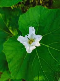 Attēlu rezultāti vaicājumam “Cucurbitaceae”