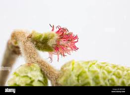 Attēlu rezultāti vaicājumam “Corylus avellana female flower”