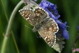 Attēlu rezultāti vaicājumam “Pyrgus serratulae”