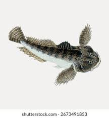 Image result for Myoxocephalus octodecemspinosus