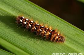 Attēlu rezultāti vaicājumam “Acronicta rumicis imago”