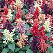 Image result for Salvia splendens