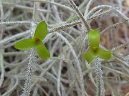 Image result for Heuchera `Swirling Fantasy`