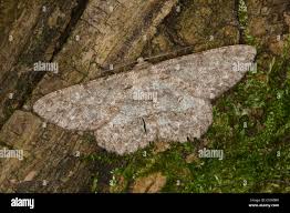 Attēlu rezultāti vaicājumam “Hypomecis punctinalis”