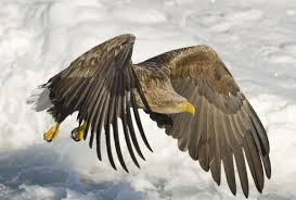 Attēlu rezultāti vaicājumam “Haliaeetus albicilla adult”