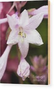 Attēlu rezultāti vaicājumam “Hosta sp. flower”