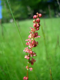 Attēlu rezultāti vaicājumam “Rumex acetosa flower”