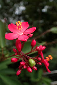Attēlu rezultāti vaicājumam “Euphorbiaceae”