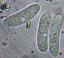 Attēlu rezultāti vaicājumam “Propolis farinosa”