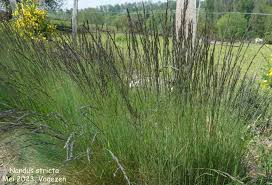 Attēlu rezultāti vaicājumam “Nardus stricta”