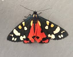 Attēlu rezultāti vaicājumam “Callimorpha dominula imago”