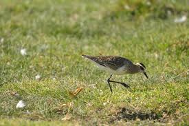 Image result for Vanellus gregarius