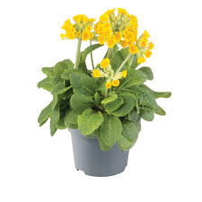 Attēlu rezultāti vaicājumam “Primula veris var. rubra”