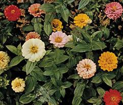 Image result for Zinnia elegans