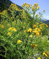 Image result for Hypericum perforatum