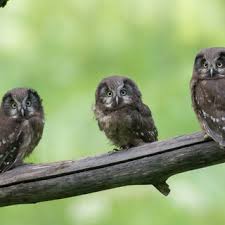 Attēlu rezultāti vaicājumam “Aegolius funereus adult”