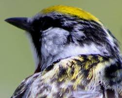 Image result for Dendroica pensylvanica