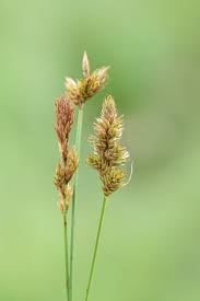 Attēlu rezultāti vaicājumam “Carex disticha”