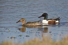 Attēlu rezultāti vaicājumam “Anas clypeata male”