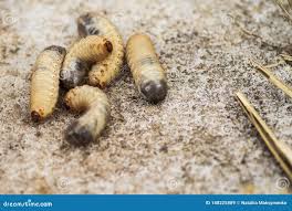 Attēlu rezultāti vaicājumam “Schizotus pectinicornis larva”