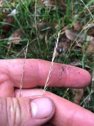 Attēlu rezultāti vaicājumam “Nardus stricta leaf”