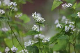 Attēlu rezultāti vaicājumam “Fagopyrum esculentum fruit”