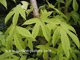 Attēlu rezultāti vaicājumam “Kalopanax septemlobus”