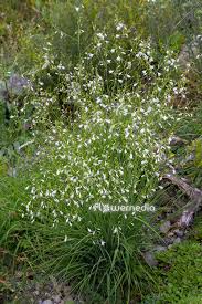 Attēlu rezultāti vaicājumam “Anthericum ramosum”
