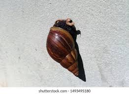 Attēlu rezultāti vaicājumam “Lymnaeidae”