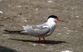 Attēlu rezultāti vaicājumam “Sterna hirundo adult”