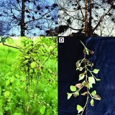 Attēlu rezultāti vaicājumam “Taphrina betulina”