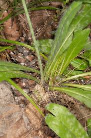 Image result for Hieracium aurantiacum