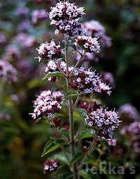 Attēlu rezultāti vaicājumam “Origanum vulgare flower”