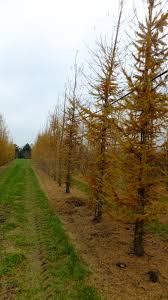 Attēlu rezultāti vaicājumam “Larix decidua”