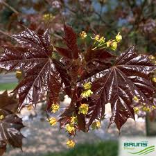 Attēlu rezultāti vaicājumam “Acer platanoides fo. schwedleri”