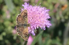 Attēlu rezultāti vaicājumam “Pyrgus serratulae upperside”