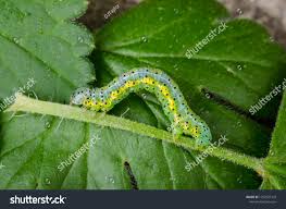 Attēlu rezultāti vaicājumam “Macaria wauaria”