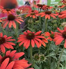 Image result for Sonnenhut