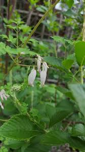 Image result for Adlumia cirrhosa