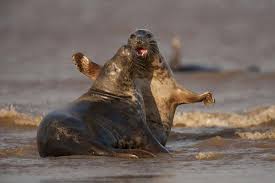 Image result for Halichoerus grypus