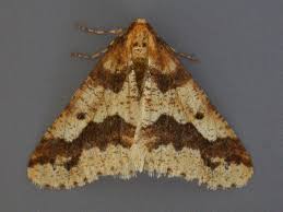 Attēlu rezultāti vaicājumam “Erannis defoliaria”