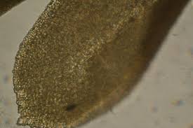 Attēlu rezultāti vaicājumam “Anomodon attenuatus sporophyte”