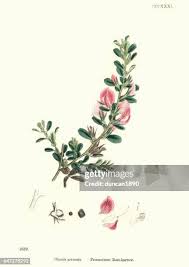 Attēlu rezultāti vaicājumam “Ononis arvensis leaf”