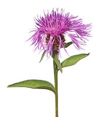 Attēlu rezultāti vaicājumam “Centaurea phrygia”