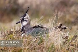 Attēlu rezultāti vaicājumam “Vanellus vanellus adult”